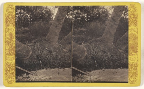 Palmetto Roots. Florida; American; about 1870 - 1880; Albumen silver print