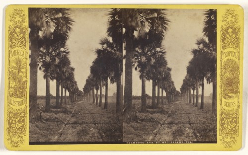 Palmetto Ave. Ft. Geo. Island, Fla; American; about 1870 - 1880; Albumen silver print