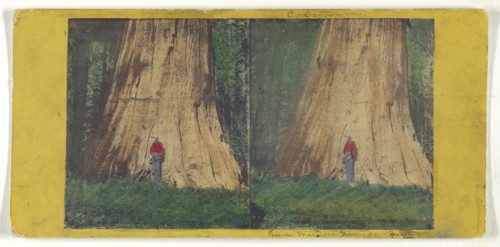 Big Tree in Mariposa Grove, 94 feet in Circumference; C.L. Weed, American, 1824 - 1903, Edward and Henry T. Anthony & Co.