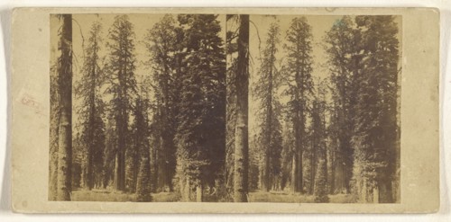 California. Group of Big Trees in Mariposa Grove; Attributed to C.L. Weed, American, 1824 - 1903, about 1860 - 1864; Albumen