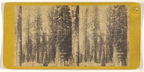 California. Group of Big Trees in Mariposa Grove; C.L. Weed, American, 1824 - 1903, Edward and Henry T. Anthony & Co. American