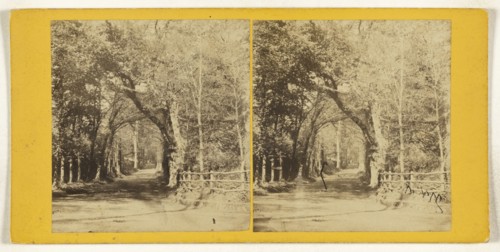 Cornwall. Trereife Avenue, near Penzance; A.L. Coke, British, active 1860s, 1860s; Albumen silver print