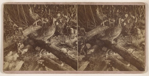 Patridge sic and Prairie Chicken; Conant Brothers; 1870s; Albumen silver print