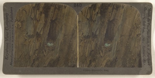 Bluebird's Nest; Underwood & Underwood, American, 1881 - 1940s, about 1900; Hand-colored gelatin silver print