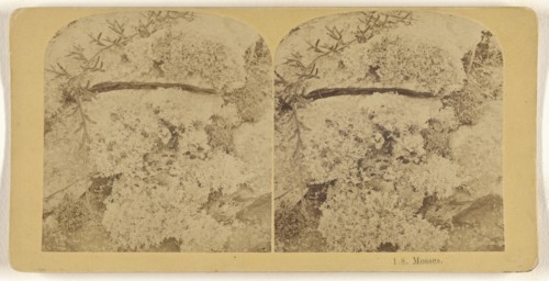 Mosses; Franklin G. Weller, American, 1833 - 1877, about 1875; Albumen silver print