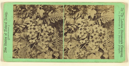 Plants and flowers in a natural setting; London Stereoscopic Company, active 1854 - 1890, about 1860; Albumen silver print
