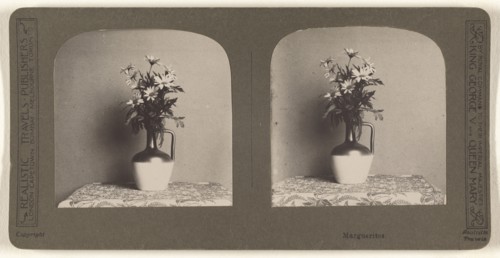 Marguerites; British; about 1910; Gelatin silver print