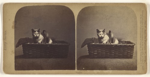 Kitty; John P. Soule, American, 1827 - 1904, 1871; Albumen silver print
