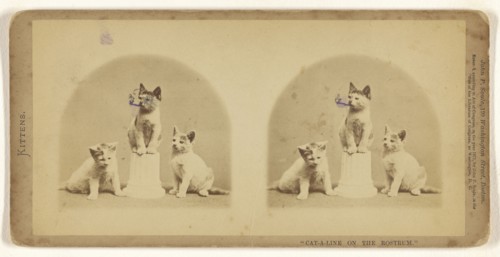 Cat-a-line on the Rostrum.; John P. Soule, American, 1827 - 1904, 1871; Albumen silver print