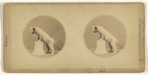Whitie; John P. Soule, American, 1827 - 1904, 1871; Albumen silver print