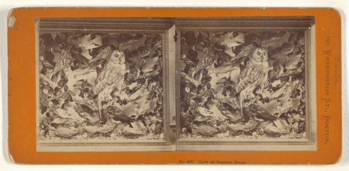 Case of Stuffed Birds; John P. Soule, American, 1827 - 1904, about 1870; Albumen silver print