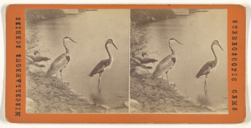 Blue Heron; 1865 - 1875; Albumen silver print