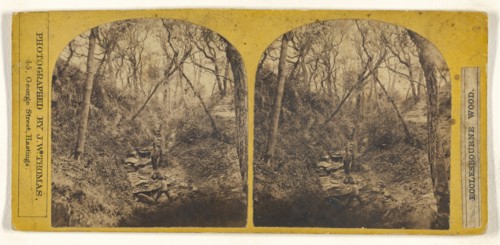 Ecclesbourne Wood; J.W. Thomas, British, active Hastings, England 1860s, 1860s; Albumen silver print