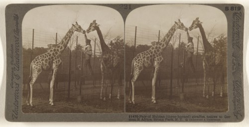 Pair of Nubian, three-horned, giraffes, native to German E. Africa, Bronx Park, N.Y; Underwood & Underwood, American, 1881