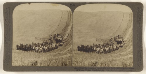 Evolution of the sickle and flail - 33 horse harvester at Walla Walla, Washington; Underwood & Underwood, American, 1881 - 1940s