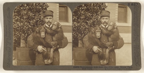 Chimpanzees, most man like of the apes, Bronx Park, New York; Underwood & Underwood, American, 1881 - 1940s, about 1904