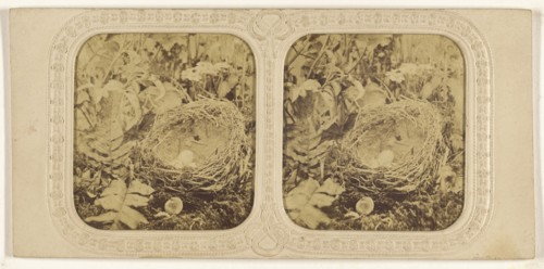 Bird nest with eggs, one hatched; about 1865; Hand-colored Albumen silver print