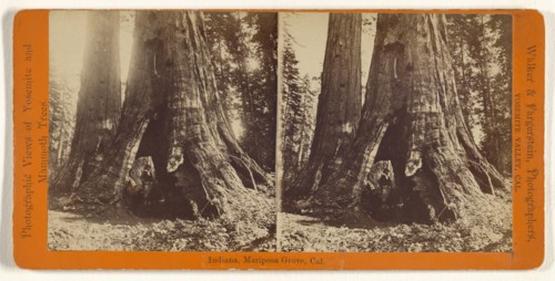 Indiana, Mariposa Grove, Cal; Walker & Fagersteen; about 1875; Albumen silver print