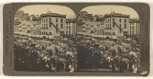 Circus Parade, Elephants., Webster & Albee; 1890s; Gelatin silver print