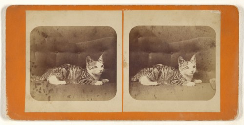Kitten on sofa; Attributed to Peter F. Weil, American, active New York, New York 1860s - 1870s, about 1865; Albumen silver