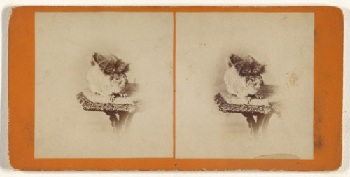 Living squirrel; Attributed to Peter F. Weil, American, active New York, New York 1860s - 1870s, about 1865; Albumen silver