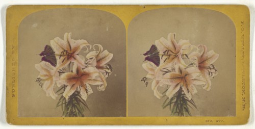Flowers with butterfly; Franklin G. Weller, American, 1833 - 1877, about 1870; Hand-colored Albumen silver print
