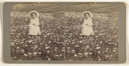 M.E. Wendt among the daisies. July 3 1902; Julius M. Wendt, American, active 1900s - 1910s, July 3, 1902; Gelatin silver print