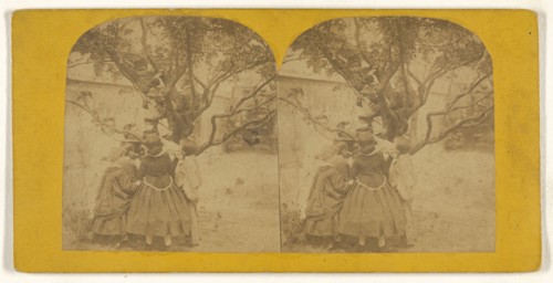 Children playing in tree; British; about 1860; Albumen silver print