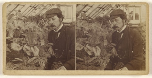 Man with moustache, wearing cap, posed with flowers in greenhouse; about 1880; Albumen silver print