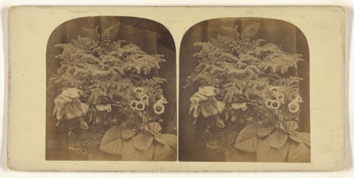 Flower study; about 1870; Albumen silver print