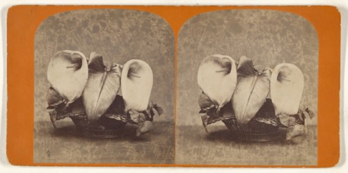 Pond Lilies; about 1865; Albumen silver print
