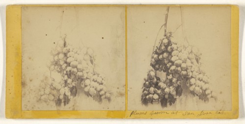 Plums Grown at San Jose, Cal; American; about 1865; Albumen silver print