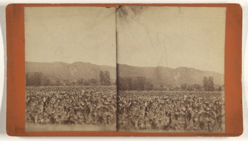Pictatrinny Mt; about 1875; Albumen silver print