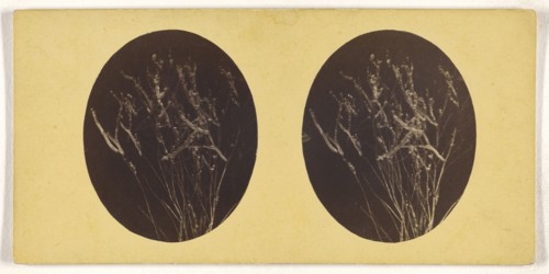 Microscopic bacteria or flora; about 1870; Albumen silver print