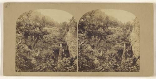 Forest Scene in the British Isles; British; about 1860; Albumen silver print