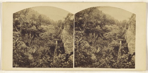British forest; British; about 1865; Albumen silver print
