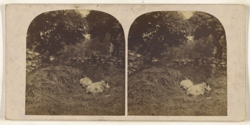 Vale Crucis, North Wales, The Abbey; British; about 1865; Albumen silver print