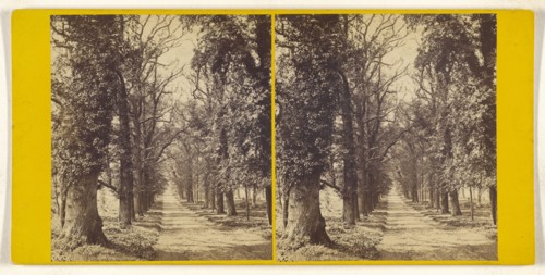 Bramshill Park, Hants. Seat of Sir William H. Cope, Bart. Avenue of Elms leading up to the West front; British; about 1865