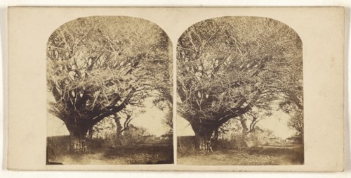 Old Beech at from residence of Mr. Dunlop of Kingston; British; about 1860; Albumen silver print
