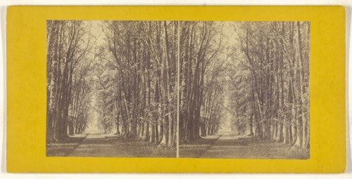 Avenue of Limes, at Castle Grant, Strathspey; British; about 1865; Albumen silver print