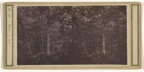 Dessons de Bois; French; about 1865; Albumen silver print