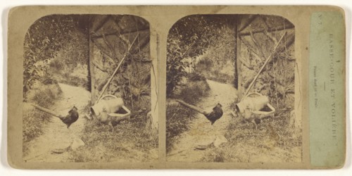 Basse-Cour et Voliere. Faisan dore et sa Poule; French; about 1865; Albumen silver print