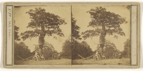 Etude d'arbre; French; about 1860; Albumen silver print