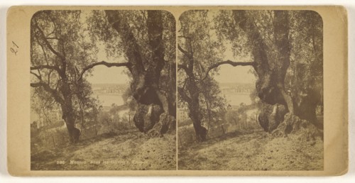 Menton. Sous les Oliviers. France; French; about 1860; Albumen silver print