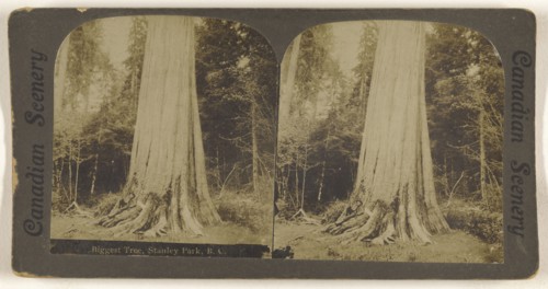Biggest Tree, Stanley Park, B.C; Canadian; about 1910; Gelatin silver print
