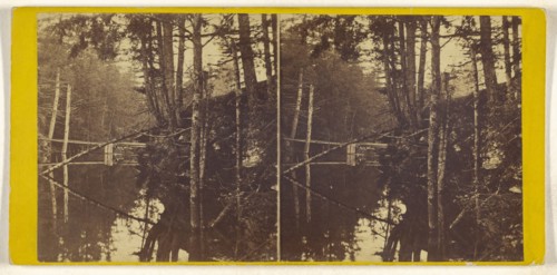 flooded forest scene; about 1870; Albumen silver print