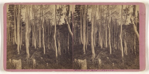 Quaking Asp Forest; about 1865; Albumen silver print