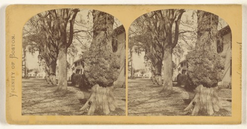 Old Elm, Court Street. Dedham, Mass; American; about 1865; Albumen silver print