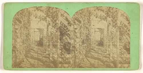 Grapery at Stockbridge, Mass; American; about 1865; Albumen silver print