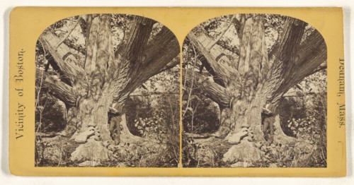 Old Chestnut Tree, Oak Dale, 32 feet in circumference. Dedham, Mass; American; about 1865; Albumen silver print